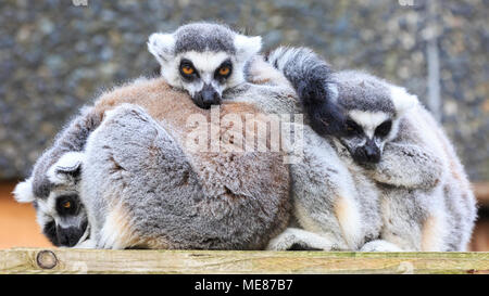 London, UK. 21st April, 2018. Who switched off the sun? The all male group of lemurs at ZSL London Zoo are clearly missing the sunshine already. Following a beautiful, sunny day, dark clouds have appeared in the late afternoon, with lower temperatures  - and the lemurs don't look too pleased about it. A group have huddled closely together to keep warm and cosy, whilst others look confused about the sudden loss of sunshine. Credit: Imageplotter News and Sports/Alamy Live News Stock Photo
