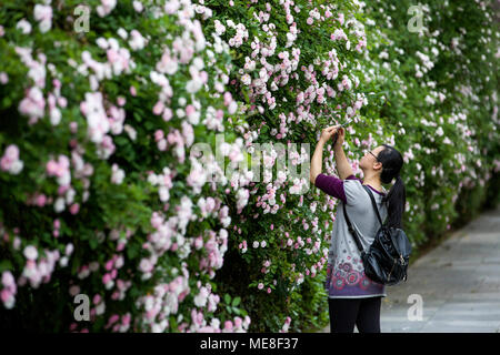 Huangshan, China's Anhui Province. 20th Apr, 2018. A woman takes photos of rose multiflora flowers in Huangshan City, east China's Anhui Province, April 20, 2018. Credit: Wu Sunmin/Xinhua/Alamy Live News Stock Photo