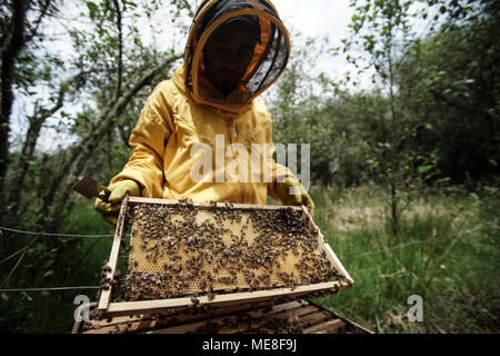 Guasca. 18th Apr, 2018. Beekeeper Fabio Ruiz works in the Montiel natural reserve of Guasca in Colombia, on April 18, 2018. Beekeeper Fabio Ruiz emphasized reduction of the number of bees worldwide, calling for a culture of urban beekeeping. Credit: Jhon Paz/Xinhua/Alamy Live News Stock Photo