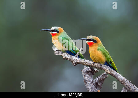 White-fronted bee-eater in Mapungubwe national park, South Africa ;Specie Merops bullockoides family of Meropidae Stock Photo