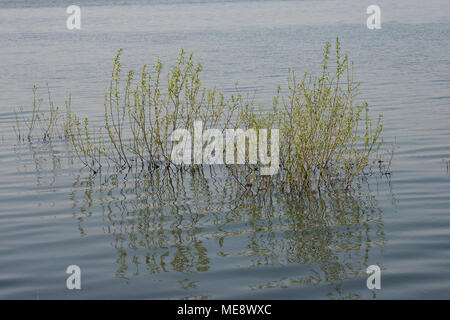 Bewl Water reservoir Kent England UK Stock Photo