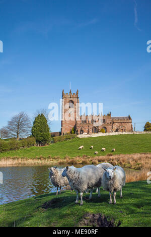 Flock of sheep grazing in rolling countryside with the Parish church of St Michael's on the hill  above Big Mere at the Cheshire village of Marbury Stock Photo