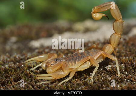 Macro of common yellow scorpion (Buthus occitanus) in defensive position. Picture taken in Spain. Stock Photo