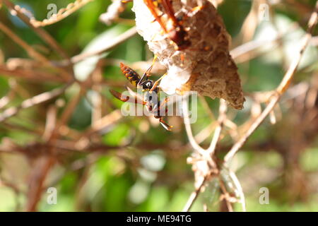 red-and-yellow-wasp-hanging-