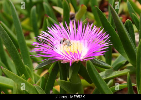 Bee on pink Carpobrotus chilensis, known as sea fig, surrounded by succulent leaves Stock Photo