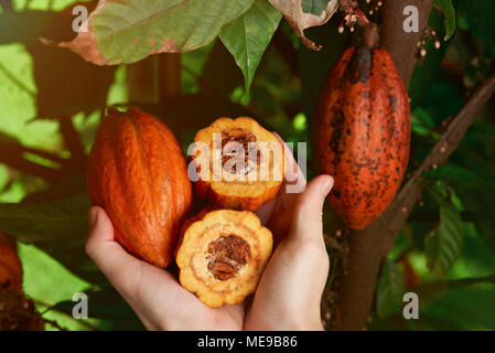 Hands hold cacao pod close-up on natural farm background Stock Photo