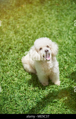 Poodle dog sitting on the lawn in the park Stock Photo - Alamy
