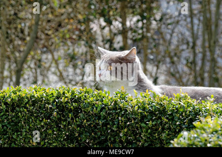 British shorthair cat looking over boxwood hedge Stock Photo