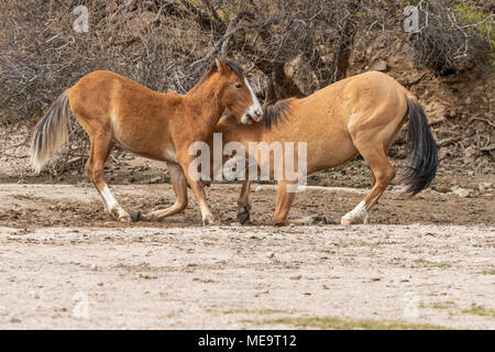 Wild Horses Fighting in the Arizona Desert Stock Photo