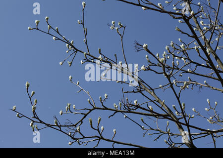 flower buds on twigs on blue sky Stock Photo