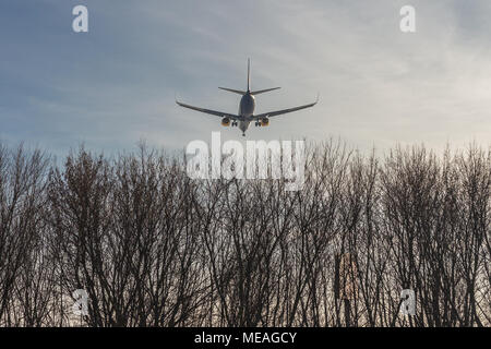 Big passenger airlplane flying low over forest trees against clear blue sky during sunset. Landing or take off. Bottom view. Copyspace for text. Summe Stock Photo
