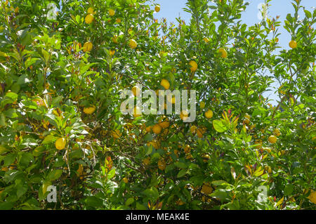 Lemons growing on a lemon tree, Portugal Stock Photo