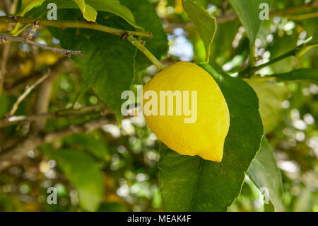 Lemons growing on a lemon tree, Portugal Stock Photo