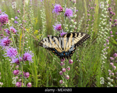Giant swallowtail butterfly on the prairie. Stock Photo