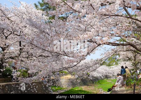 A cherry blossom  tree in the Kansai region of Japan. Stock Photo