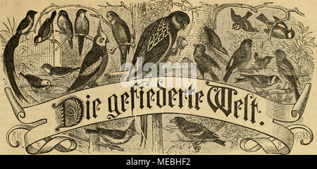 Die Gefiederte Welt 3eitft Rift Fa R Sogcuiebliakt 3a Ter Luia A A Nwer 33eftcniinfieit Biird Ie C S Udi Qiimnnfl Foiuic Jcbc I Oftanftqlf Reis I Icrtcl Iil Rliil 3 A Int A Yiic Eiitliri Eine 5iiiiiiiiiei Herausgegeben Von