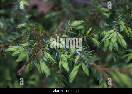 A background or abstract closeup photo of common ground juniper in springtime. Stock Photo