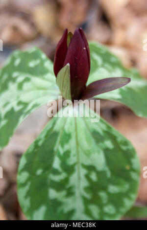 A dark purple little sweet betsy trillium wildflower. Also called toadshade or whippoorwhill. Stock Photo