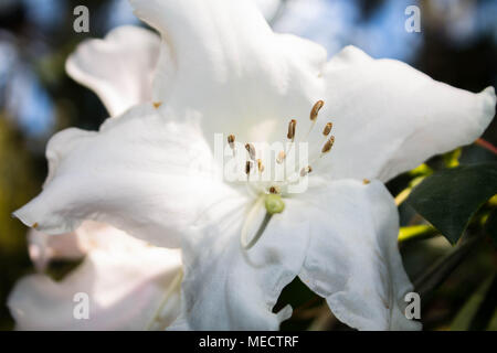 big beautiful white flower macro. subtropical plant Stock Photo