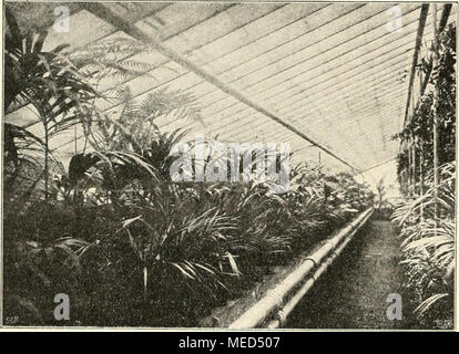 . Die Gartenwelt . Palmenkulturen bei Emil Neubert, Wandsbek. Originalaufnahrae für die „Gartenwelt&quot;. er erzielt durchschnittlich 30 Pf. für den tadellosen Blüten- stiel. Neben Flieder wird bei Seyderhelm noch etwas Schnee- ball getrieben, daneben Maiblumen für den eignen Bedarf und aus Holland bezogene Magnolien fi'ir das Weihnachts- geschäft. Abbildung Seite 223. Die gleichen Erfolge, die sich mit dem ätherisierten Flieder erzielen lassen, erreicht man auch mit Eisflieder. Von allen Treibgehölzen ist wohl der Flieder das einzige, bei dem sich das Zurückhalten auf Eis als einigermaßen lo Stock Photo