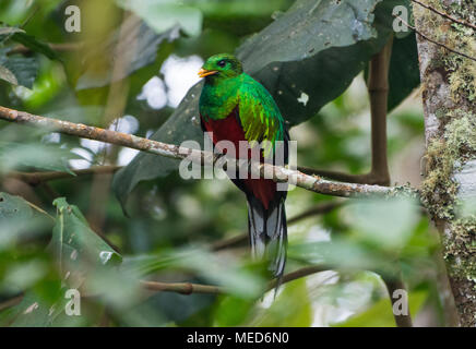 A male White-tipped Quetzal (Pharomachrus fulgidus) perched on a branch. Colombia, South America. Stock Photo