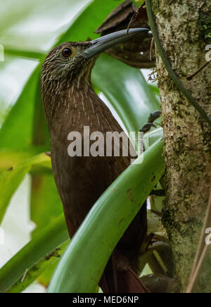 A Strong-billed Woodcreeper (Xiphocolaptes promeropirhynchus) foraging in forest. Colombia, South America. Stock Photo