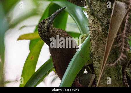 A Strong-billed Woodcreeper (Xiphocolaptes promeropirhynchus) foraging in forest. Colombia, South America. Stock Photo