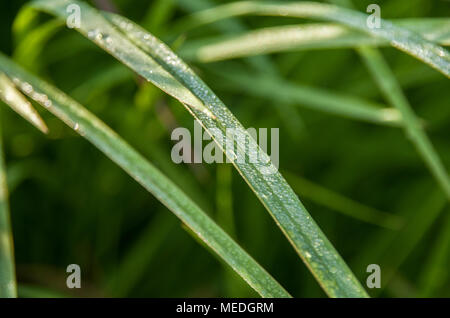 Beautiful of green field with natural soft light in garden outdoor at Chiangmai,Thailand. Stock Photo