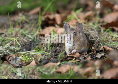 quietly sitting on the forest floor and looking alert emerging from the fauna is this wood mouse Apodemus sylvaticuse which  is a common rodent from E Stock Photo