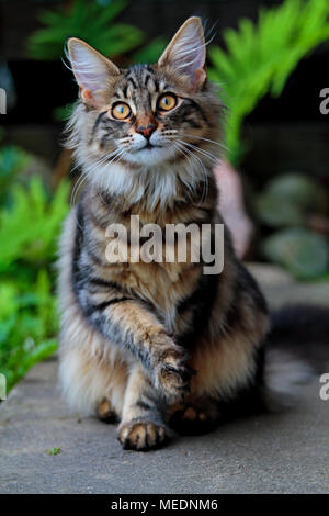 Big eyes norwegian forest cat kitten in garden Stock Photo