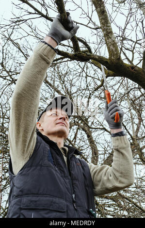 Work in the garden. Man cutting branches of trees and berry bushes using the saw. Stock Photo
