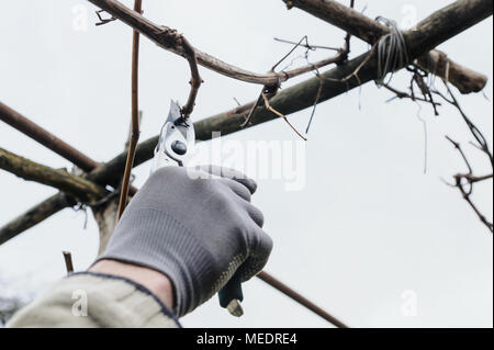 Work in the garden. Man cutting  grape vine using secateurs. Stock Photo