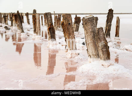 Salt Lake with pink water. The remains of wooden piles protrude from the bottom. Stock Photo