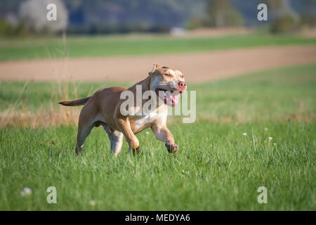 Young Working Pit Bulldog running on a meadow on a sunny spring day Stock Photo