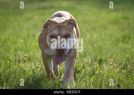 Young Working Pit Bulldog walking on a meadow on a sunny spring day Stock Photo