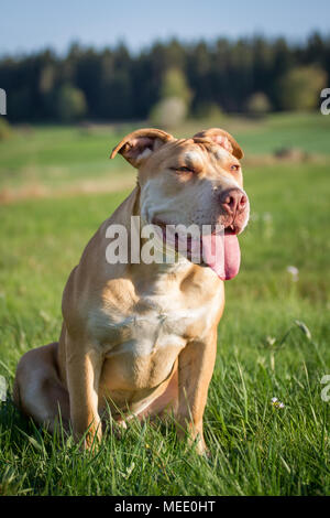 Young Working Pit Bulldog sitting on a meadow on a sunny spring day Stock Photo