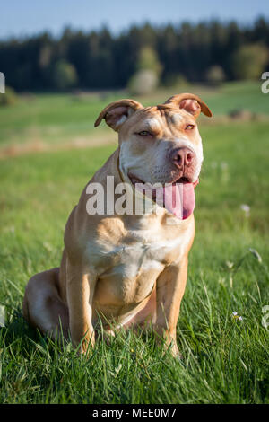 Young Working Pit Bulldog sitting on a meadow on a sunny spring day Stock Photo