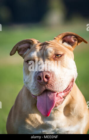 Young Working Pit Bulldog sitting on a meadow on a sunny spring day Stock Photo