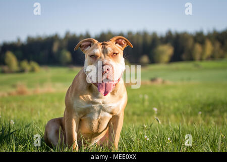 Young Working Pit Bulldog sitting on a meadow on a sunny spring day Stock Photo