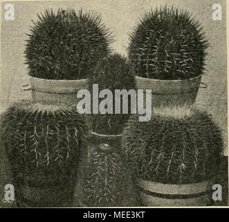. Die Gartenwelt . Oben Echinocactus ingens var. Visnaga K. Schum.: unten E. Grusonii Hildm.; in der Mitte oben E. pilosus Gab; unten Melocactus communis Lk. &amp; O. Originalaufnahme für die „Gartenwelt". wachsen mit den Gattungen, aus denen letztere besteht, man fügt neue hinzu, man versucht sich in künstlicher Be- fruchtung, erhält ein günstiges Resultat und sieht sich plötzlich unter den Reihen der erfahrenen Züchter. Auf diese Weise hat man es der Zeit, unserer grossen Lehrmeisterin überlassen, in uns die Vorliebe für diese Pflanzen, welche Lektüre und Studium geläutert haben, zu fes Stock Photo