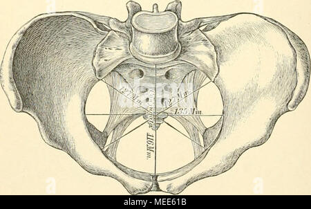 . Die descriptive und topographische Anatomie des Menschen . 202. Weibliches Becken, von oben, mit den Durchmessern der Äpertura pelvis superior. Stock Photo