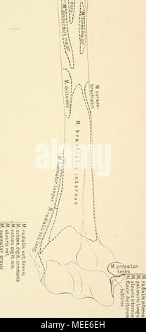 . Die descriptive und topographische Anatomie des Menschen . 133. Das rechte Oberarmbein, Humerus, von vorne, mit den Muski lansätzen. Stock Photo