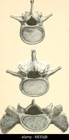 Anatomie der Kreuzwirbel