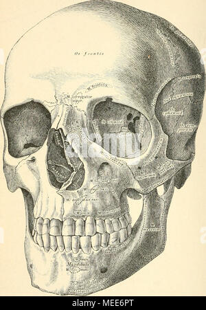 . Die descriptive und topographische Anatomie des Menschen . 5G. Der knöcherne Kopf, mit den Höhlen und Gruben des Gesichtes. Stock Photo