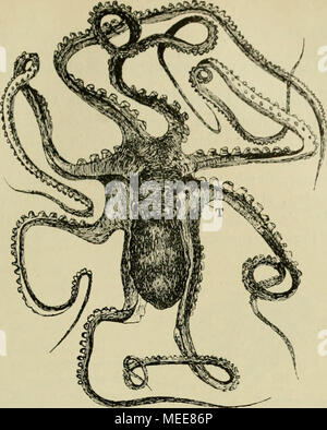 . Die Funktionen des Centralnervensystems und ihre phylogenese . Oct02&gt;i(S vulgaris (kriechend). T Trichteroftnung. F]o. 19 b