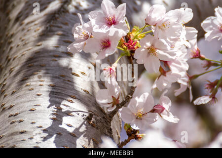 Detail of cherry blossoms in peak bloom on the National Mall, Washington, DC, USA. Stock Photo