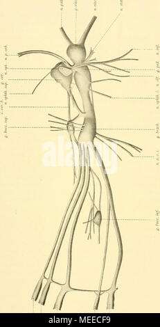 Die Cephalopoden V M R Y Y A 1 A A A A A A A Ta Lxx X Botitcieitd Clironiatophoi A Stock Photo Alamy