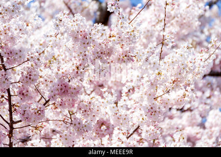 Detail of cherry blossoms in peak bloom on the National Mall, Washington, DC, USA. Stock Photo