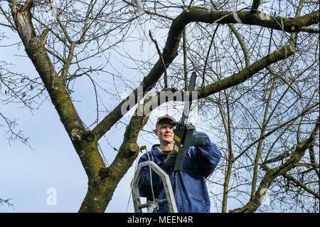 Work in the garden. Man cutting a branch of withered tree with electric chain saw. Work in the garden. Stock Photo
