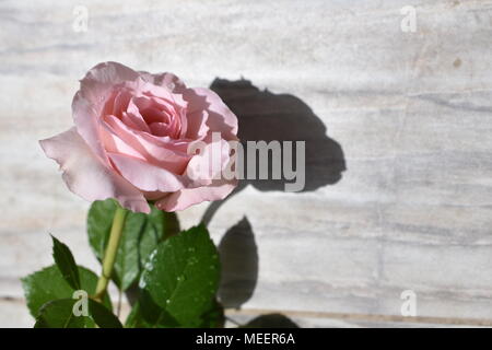 LIght Pink Rose on Woodgrain Backdrop Stock Photo